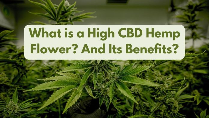 What is a High CBD Hemp Flower And Its Benefits