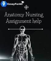 anatomy nursing assignment help