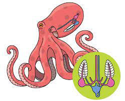 Octopus have three hearts.