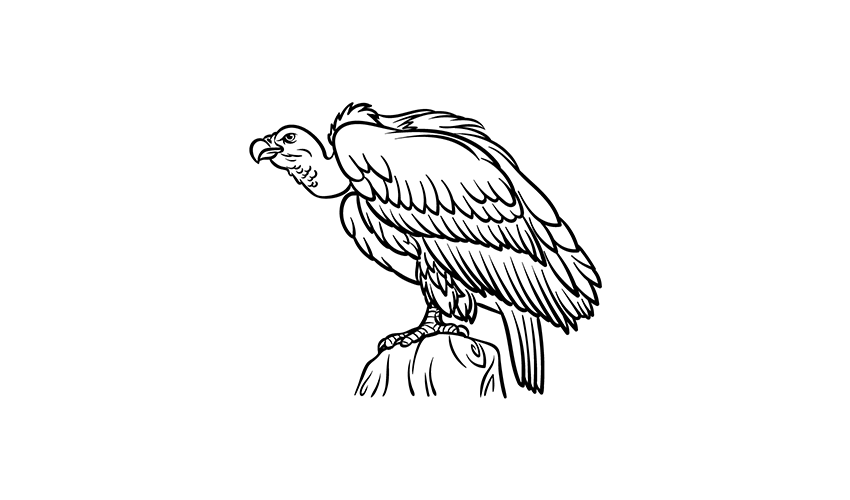 How to draw a vulture