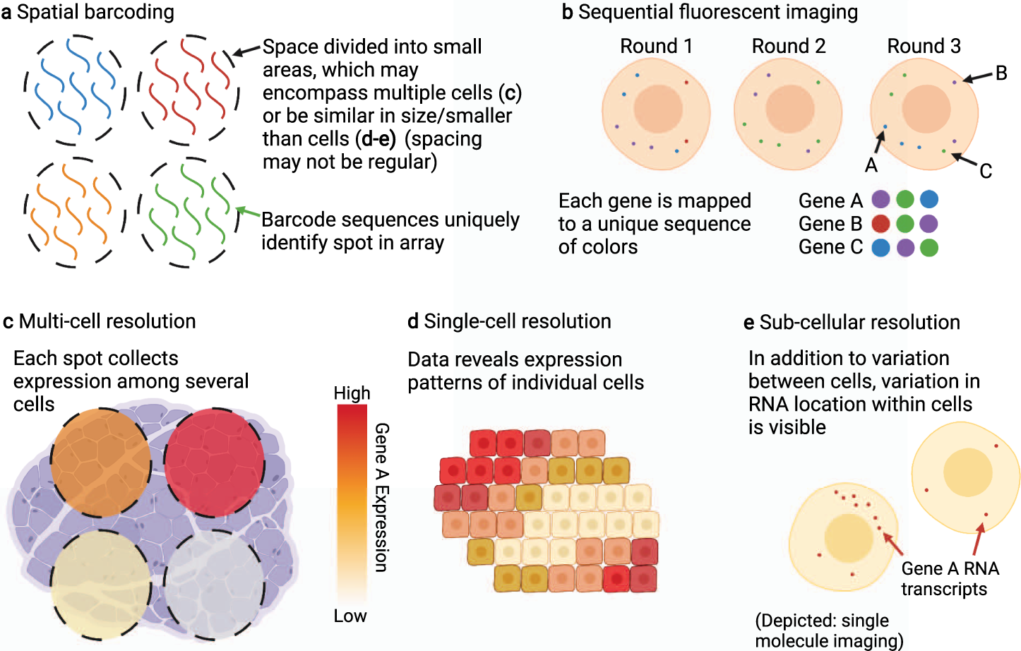 Exploring Tissue Architecture Using Spatial Transcriptomics