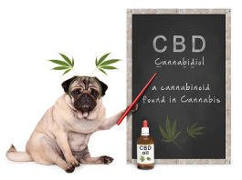 purchasing CBD drops for dogs