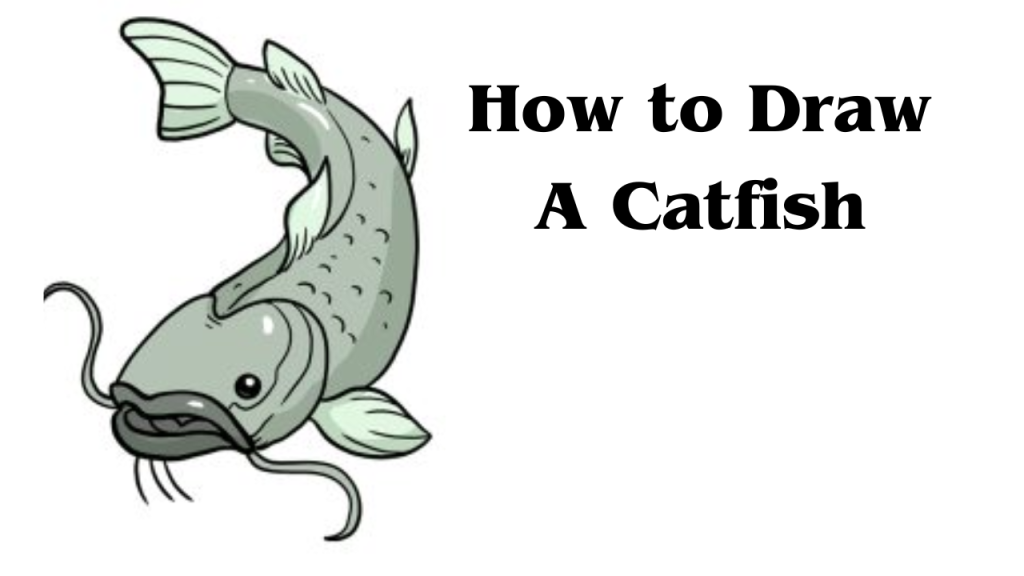 How to Draw A Catfish – A Complete Guide