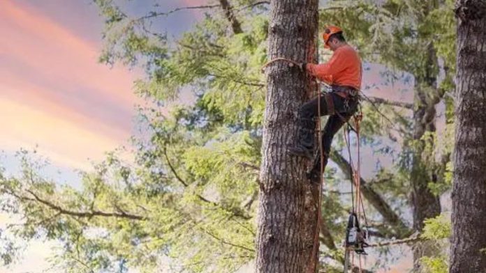 The Importance of Hiring a Certified Arborist for Tree and Stump Removal