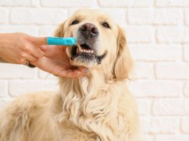Dog Tooth Extraction Costs